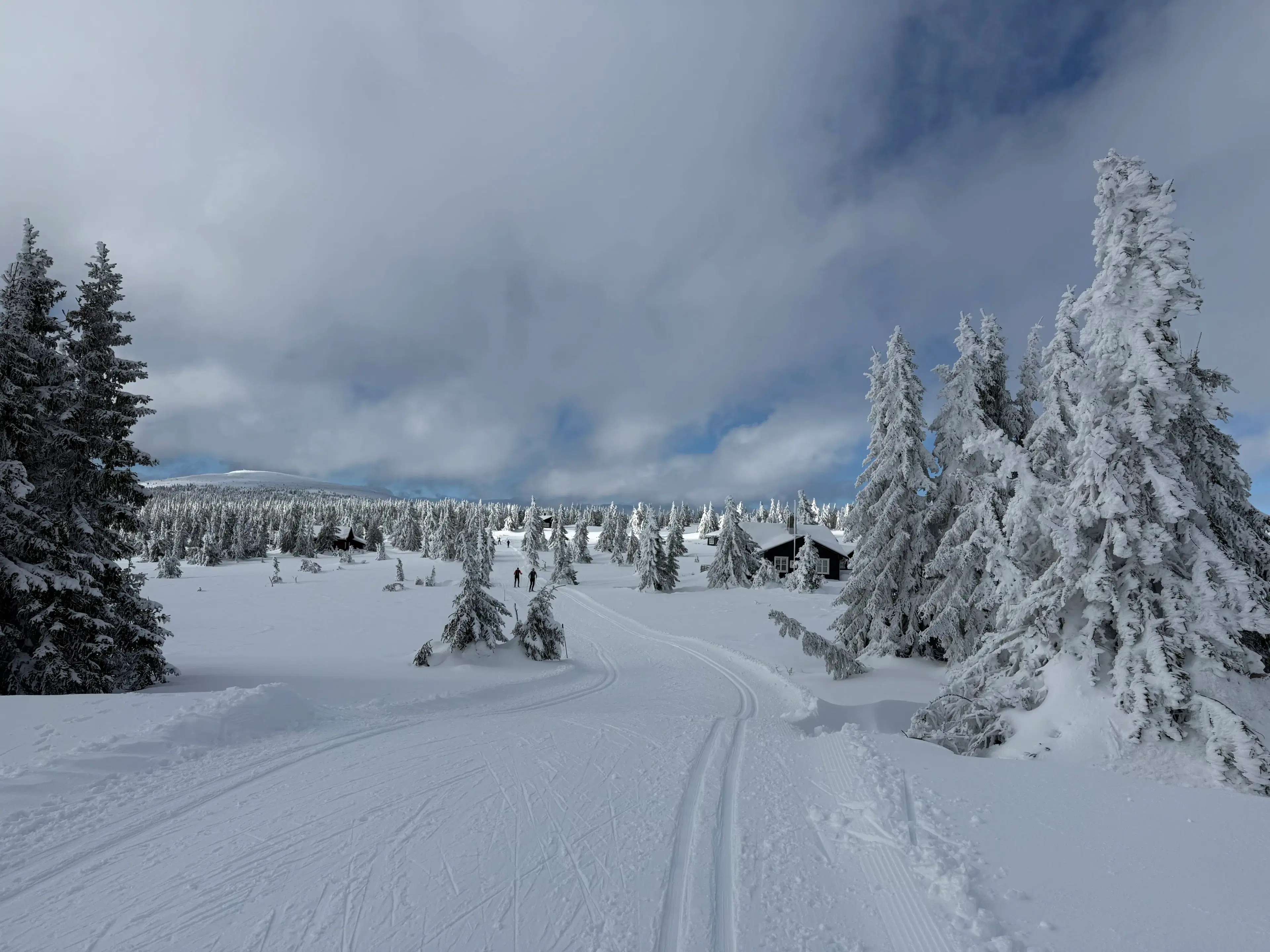 Nordsetter, Norway